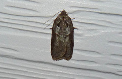 Acleris maculidorsana