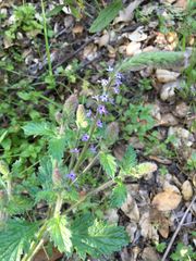 Verbena lasiostachys