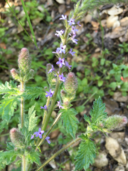 Verbena lasiostachys