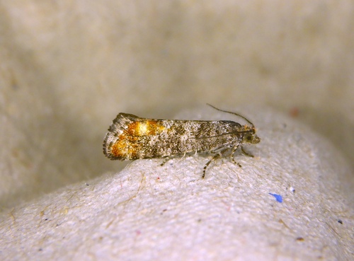 Jack Pine Shoot Borer