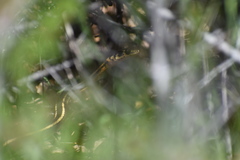 Masticophis lateralis euryxanthus