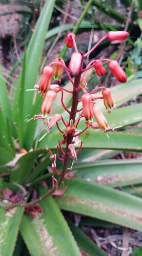 Aloe purpurea · iNaturalist