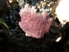 Eudistoma purpuropunctatum