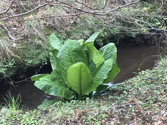Lysichiton