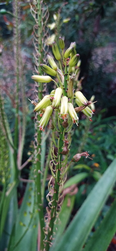 Aloe purpurea · iNaturalist