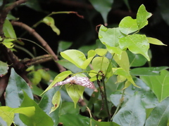 Abraximorpha davidii