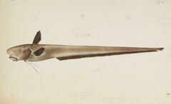 Pacific Jellynose Fish photo 3