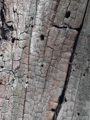 Camponotus ligniperda