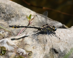 Phanogomphus kurilis