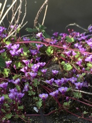 Cymbalaria muralis
