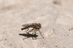 Lasiopogon californicus