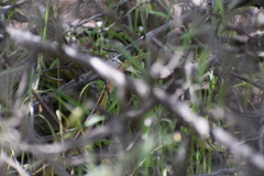 Masticophis lateralis euryxanthus