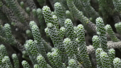 Helichrysum coralloides