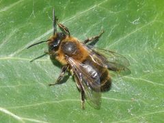 Andrena scotica