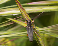 Phytoecia geniculata