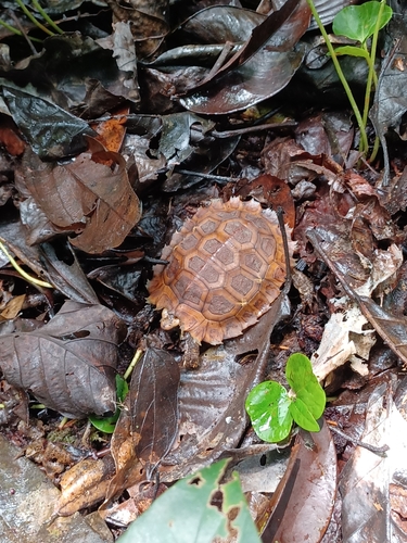 Eroded Hingeback Tortoise