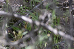 Masticophis lateralis euryxanthus