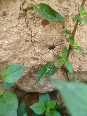 Phalangiidae