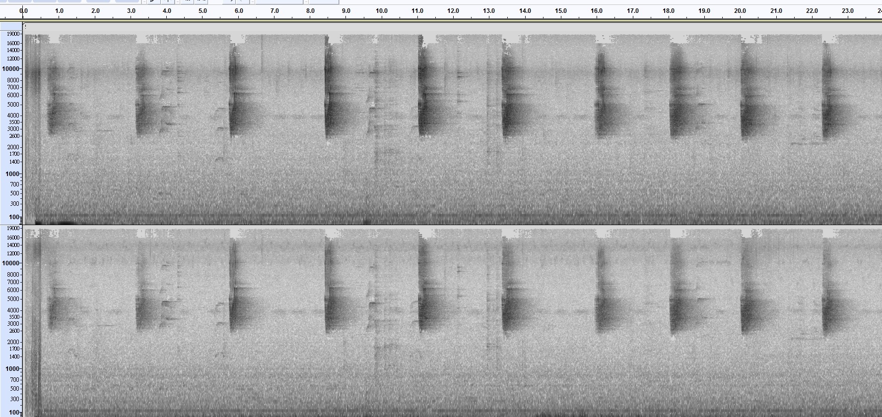 南亞夜鷹 頻譜圖
