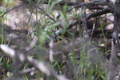 Masticophis lateralis euryxanthus