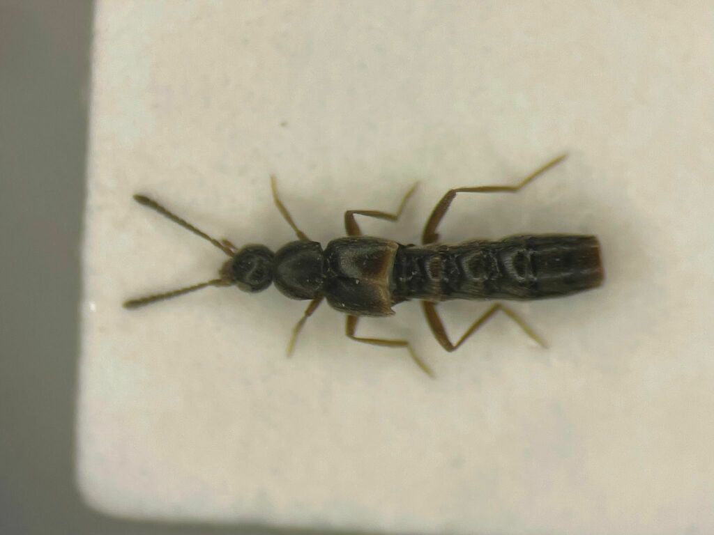 Tachyusa smetanai