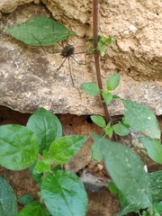 Phalangiidae