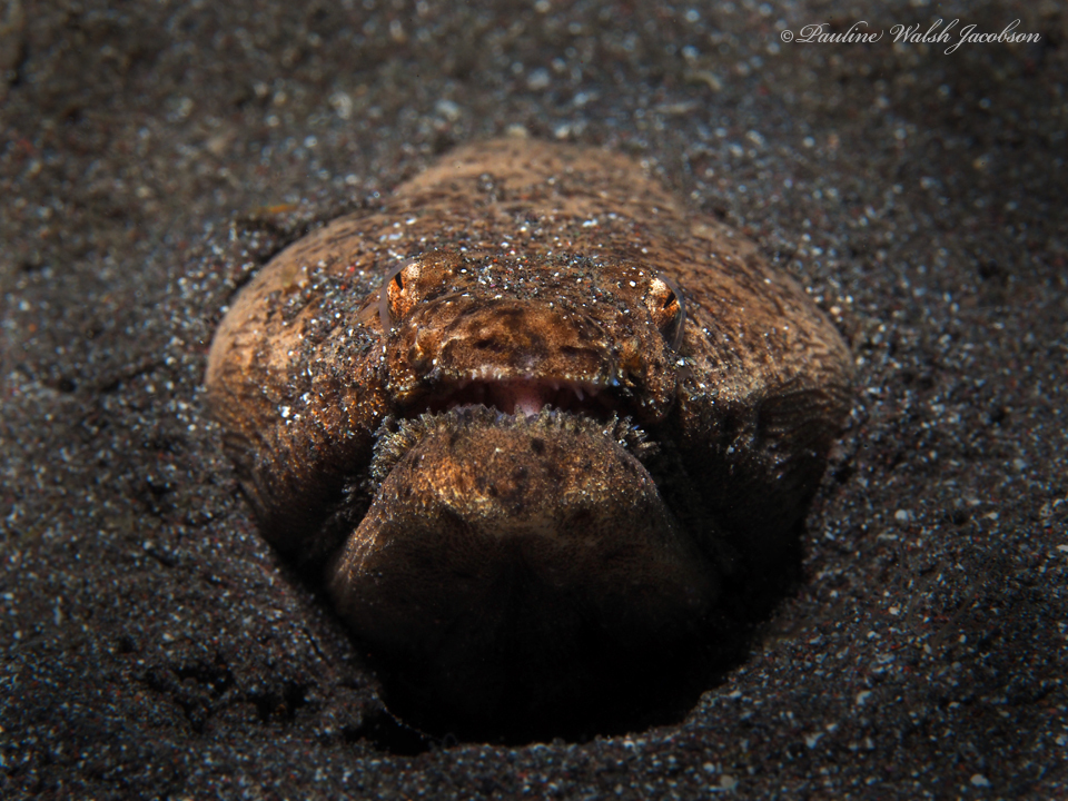 Stargazer Snake Eel