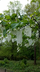 Davidia involucrata