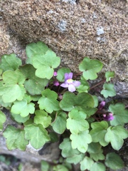 Cymbalaria muralis