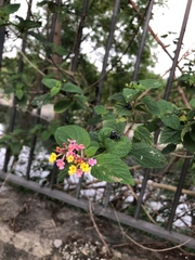Lantana camara