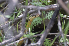 Masticophis lateralis euryxanthus