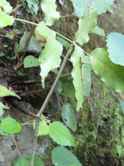 Zanthoxylum nitidum