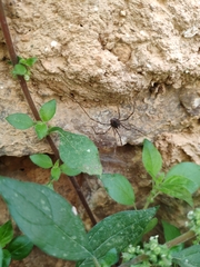 Phalangiidae
