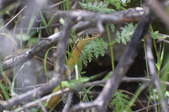 Masticophis lateralis euryxanthus