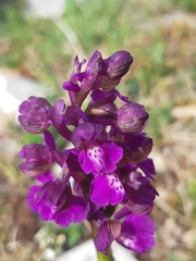 Anacamptis morio