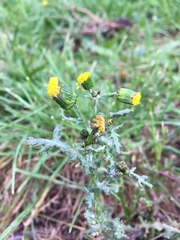 Senecio vulgaris
