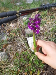 Anacamptis morio