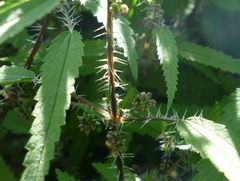 Urtica perconfusa