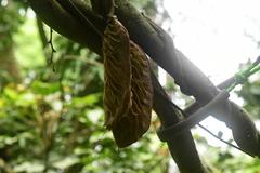 Mucuna championii