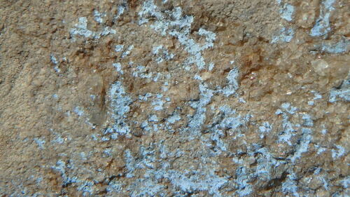 Common Lichens