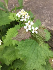 Alliaria petiolata