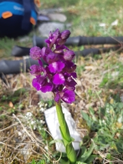 Anacamptis morio