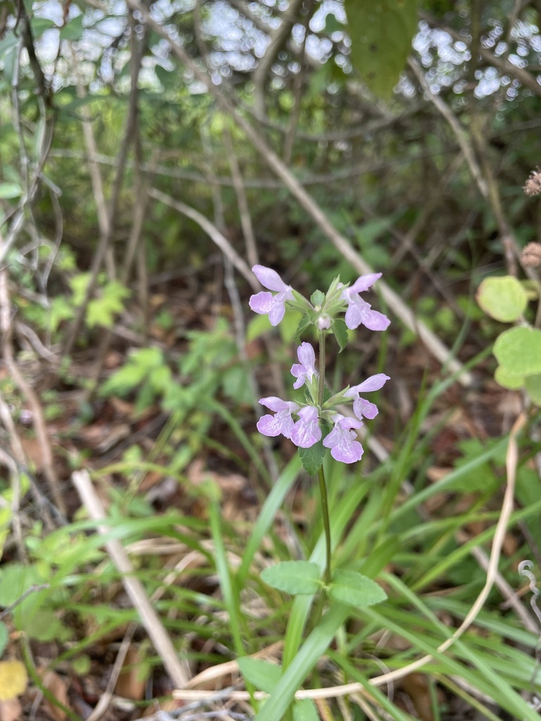 Florida Hedgenettle From University Of Central Florida Arboretum Trail ...