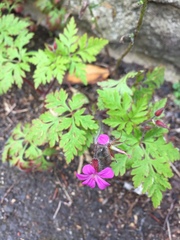 Geranium robertianum