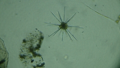 Radiolaria