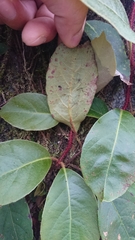 Hydrangea integrifolia