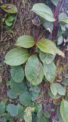 Hydrangea integrifolia