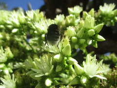 Bombus terrestris canariensis