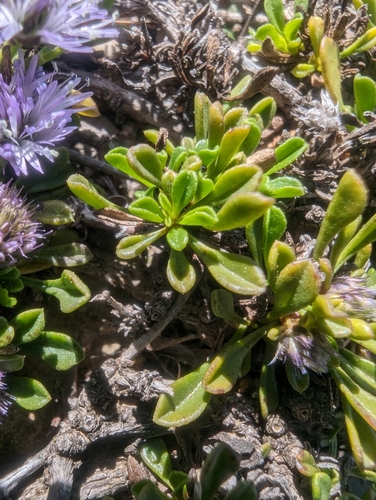 Image of Globularia repens by (c) Denis Bastianelli, some rights reserved (CC BY)