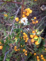Pyracantha crenulata